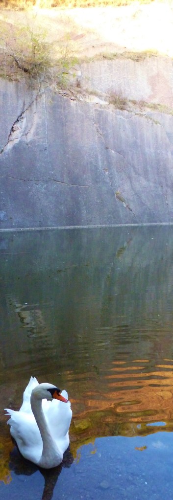 This swan is quite happy with its home, a spring-fed pond.