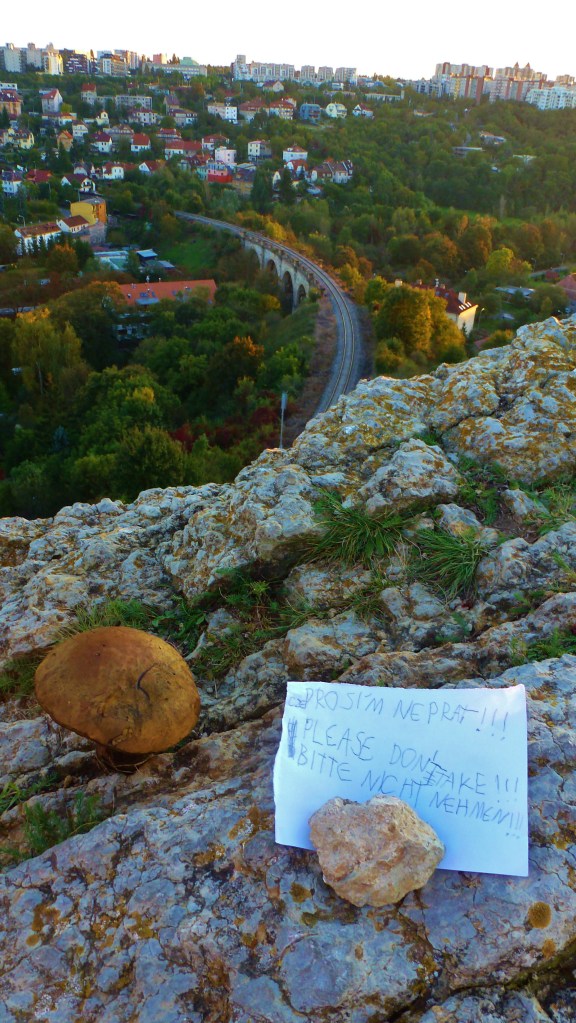 Trilingual sign from an 8-year-old Czech girl.  And one delicious mushroom...   