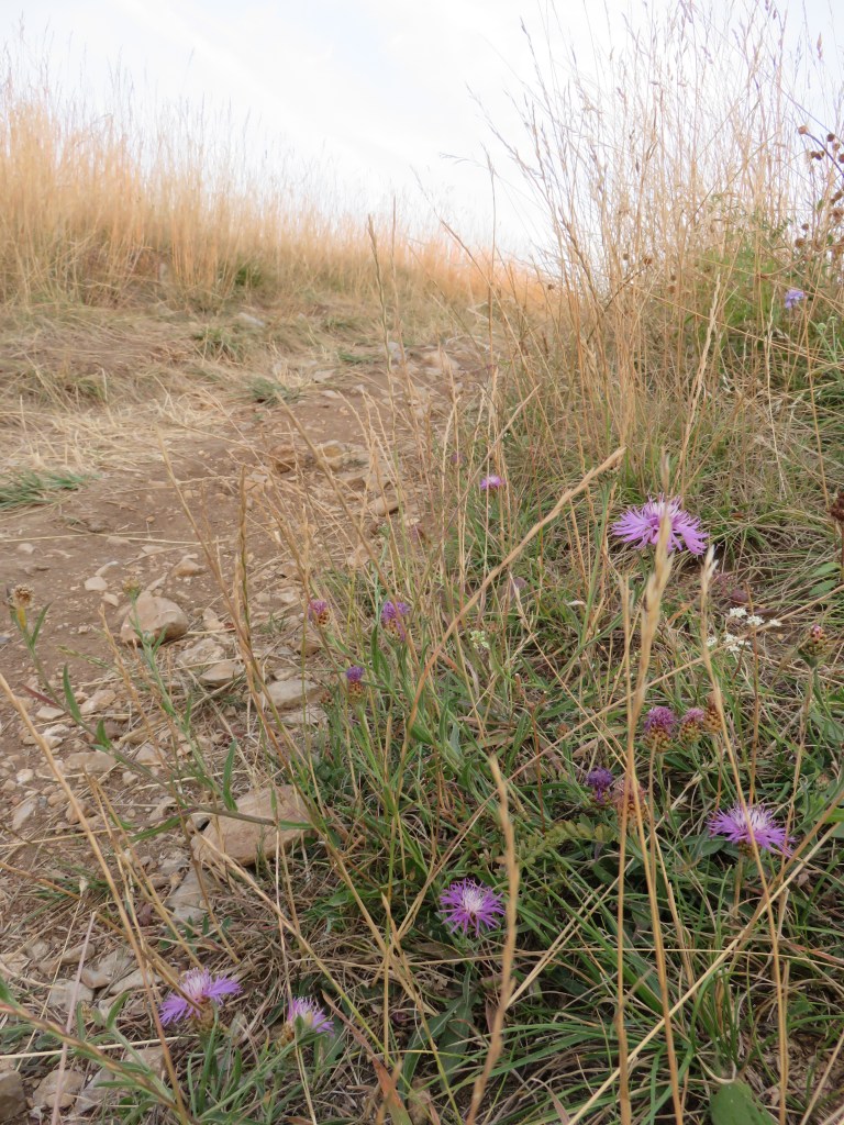 One of the greenest pieces of ground right now.